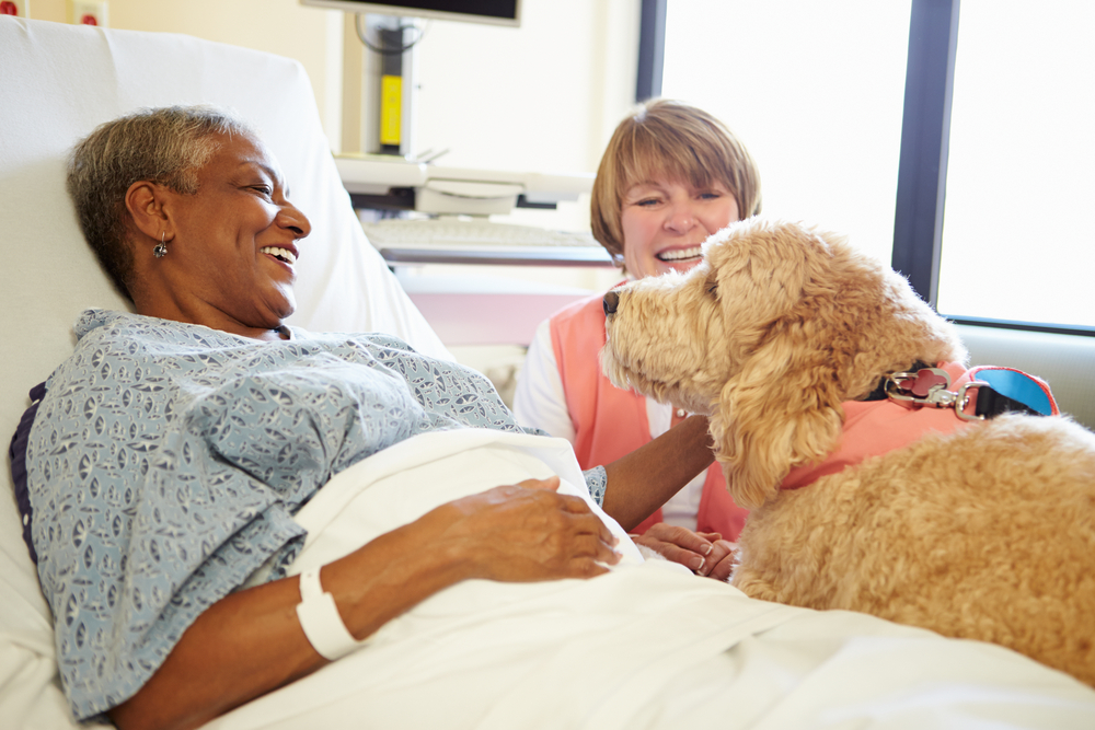 therapy animals comfort those in nursing homes and hospitals