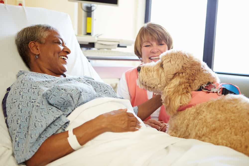 therapy animals comfort those in nursing homes and hospitals therapy animals comfort those in nursing homes and hospitals