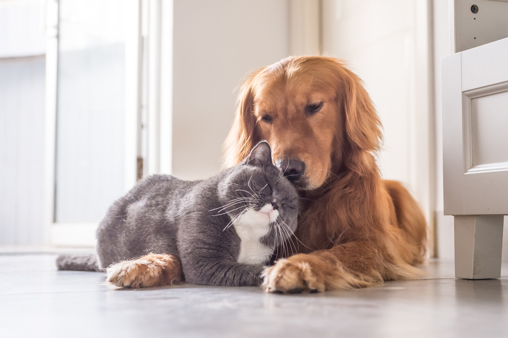 what types of animals can be comfort animals