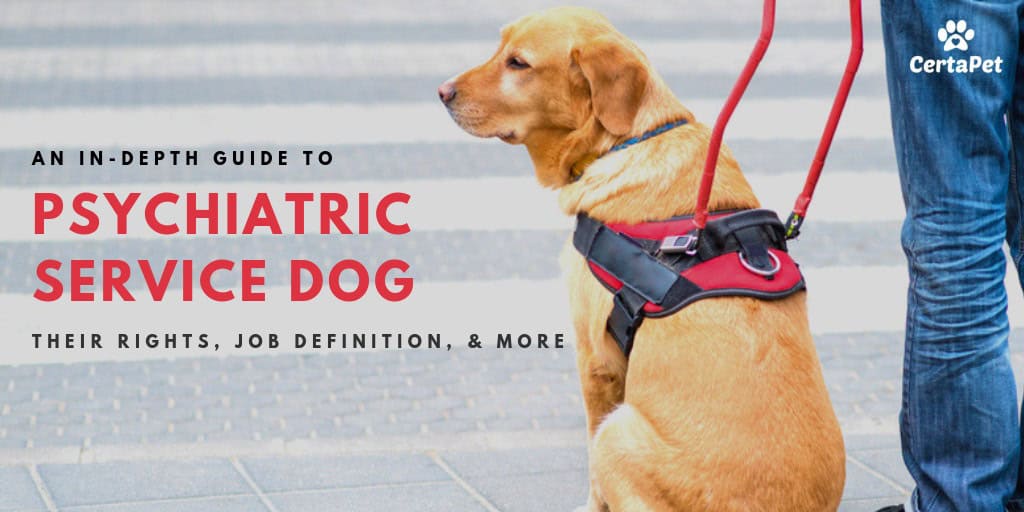 can service dogs sense migraines