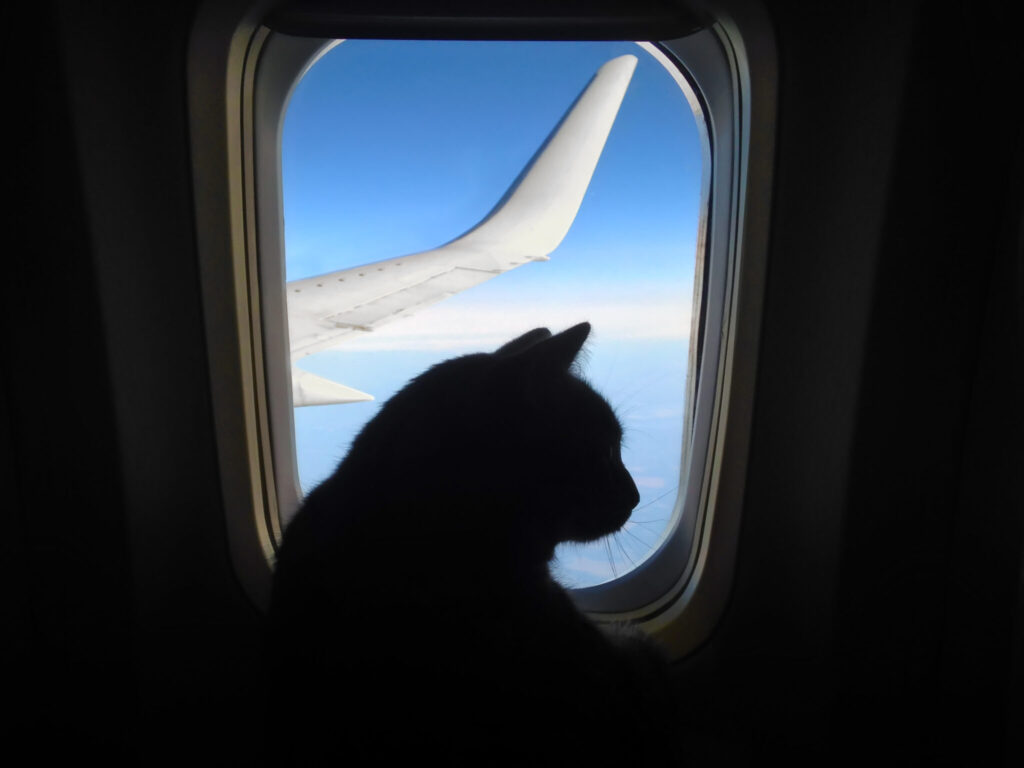allegiant air pet travel policy