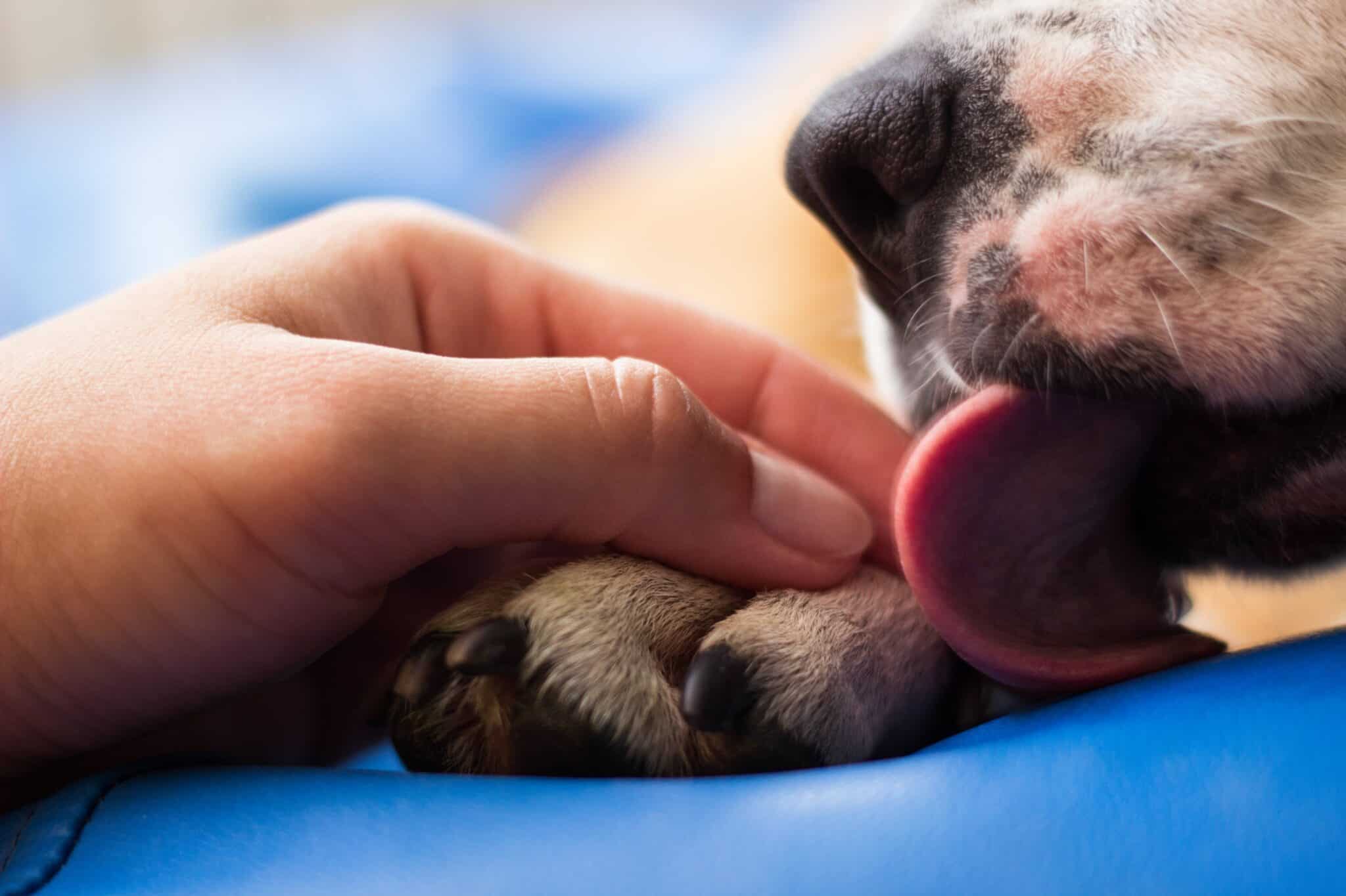 Top 10 Best Emotional Support Dog Breeds Emotional support dog. ESA dog. Dog showing affection by licking hands.
