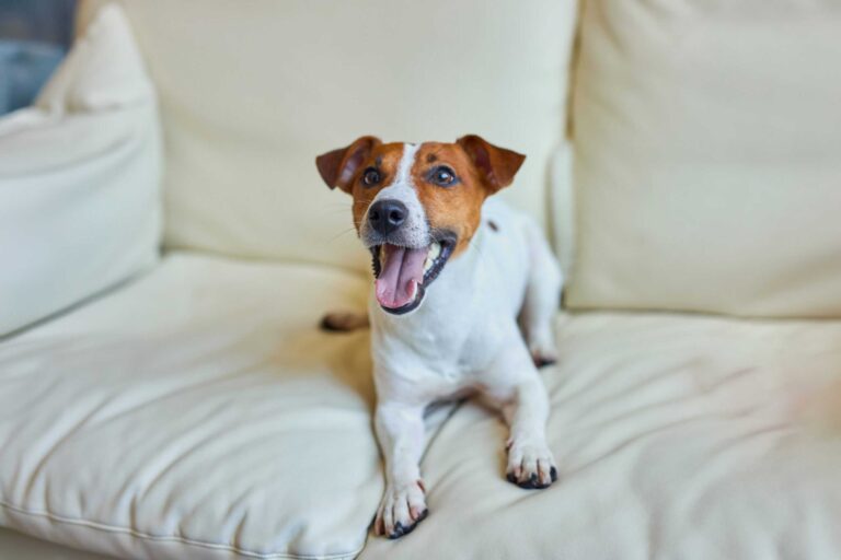 Airbnb Emotional Support Animal Policy