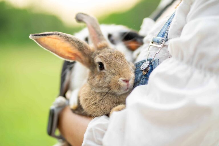 Emotional Support Rabbit