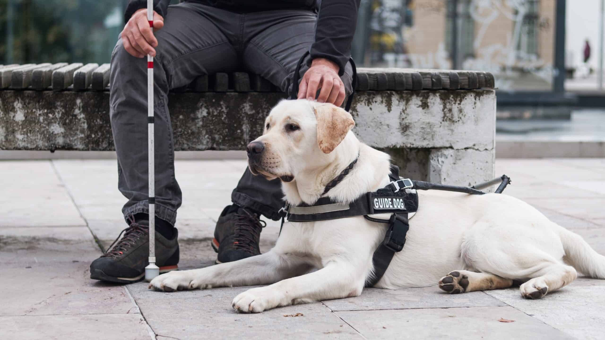 Psychiatric Service Dog: Benefits, Tasks, Training & Rights
